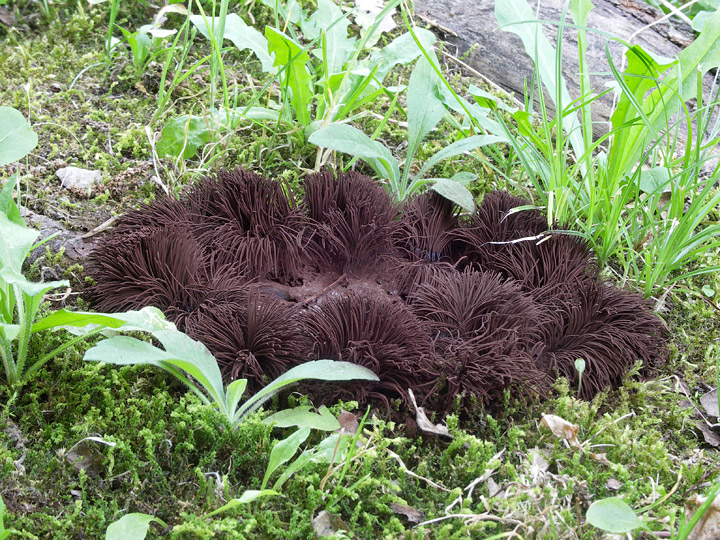 Stemonitis sp da confermare.